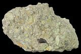 Allosaurus Tooth In Sandstone - Bone Cabin Quarry, Wyoming #168343-1
